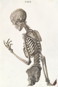 क्रिस्टोफ जैकब ट्रे (1695-1769) द्वारा तबुला ओस्टोलोगिका से कंकाल की हड्डियां, जी लिचेनस्टीगर, 1740 द्वारा उत्कीर्ण द्वारा निकोलस फ्रेडरिक ईसेनबर्गर